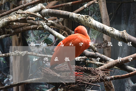 微粒貸怎么分期還款教程視頻，「詳細教程」如何在微粒貸中進行分期還款？